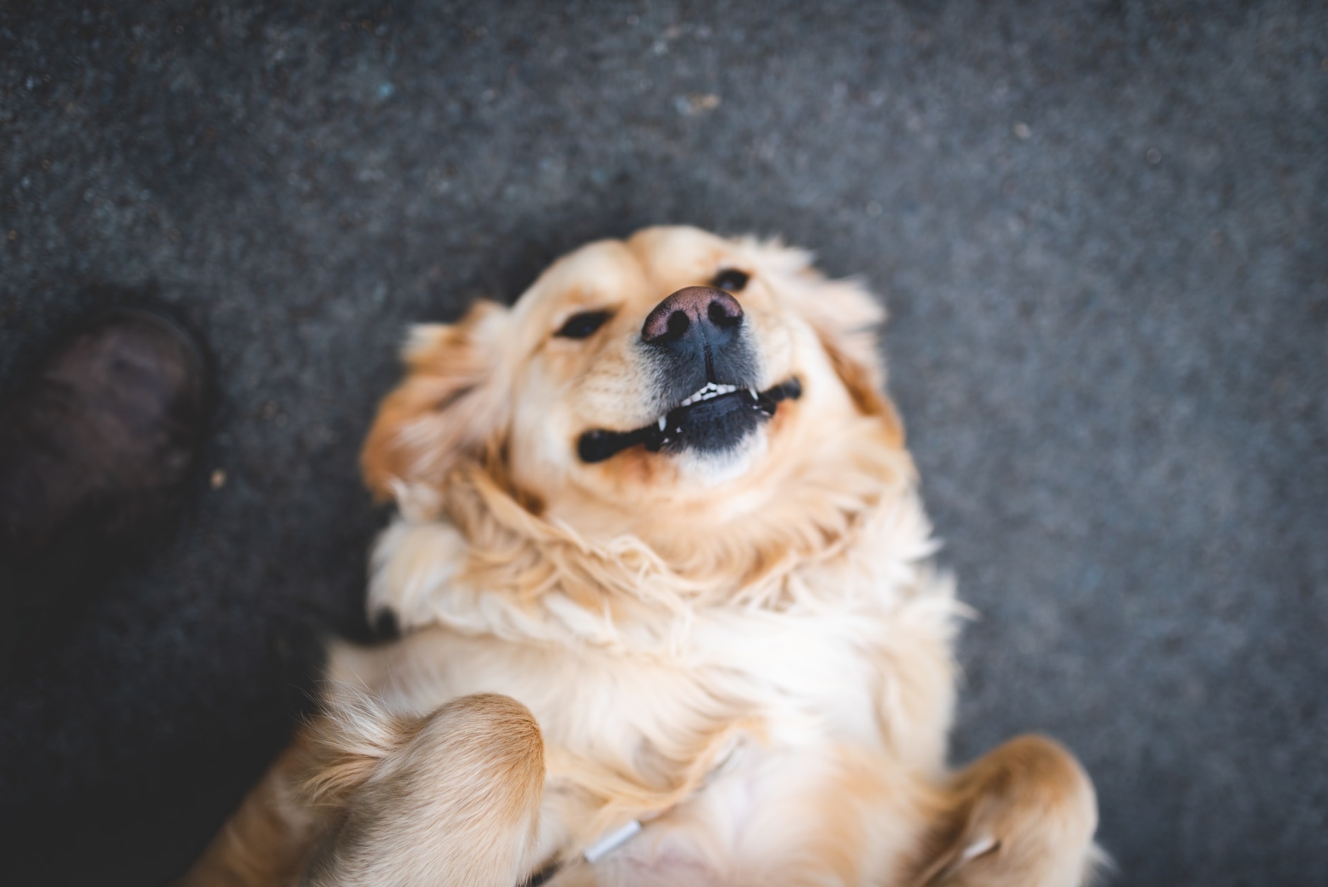 Políticas "Pet Friendly" para Alojamientos Turísticos en España